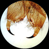 AmScope SE306 Series Compact Multi-Lens Stereo Microscope 20X-80X (SE306R-PZ-LRD-3PL)