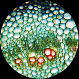 Amscope Microscope 40X–2500X with Mechanical stage (M620C-EUL-3PL)