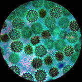 Amscope 40X–1000X Portable LED Monocular Microscope (M150C-EUL-3PL)
