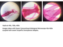 Load image into Gallery viewer, Saxon - Kids - ScienceSmart Biological Microscope 40x-400x