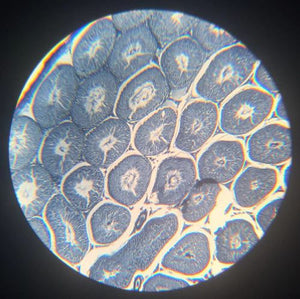 Saxon Biological (Plant & Animal ) Prepared Microscope Slides (100pcs)  (310010)
