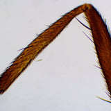 Saxon Animals Biological Micrcoscope Prepared Slides (50pcs) (310005)