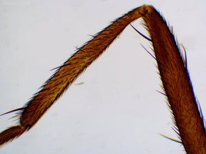 Saxon Animals Biological Micrcoscope Prepared Slides (50pcs) (310005)