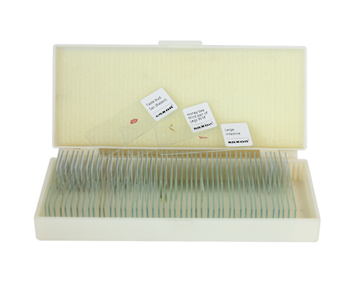  Saxon Animals Biological Micrcoscope Prepared Slides (50pcs) (310005)